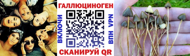 Купить где  Салаир  Галлюциногенные грибы Psilocybe 